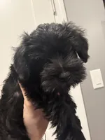 Bruno, a male Miniature Schnauzer for sale in Athens, GA – 4 of 5