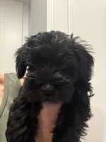Jr, a male Miniature Schnauzer for sale in Athens, GA – 4 of 6