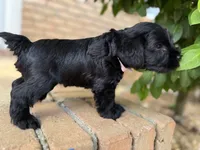 Rosie, a female Miniature Schnauzer for sale in Athens, GA – 3 of 5