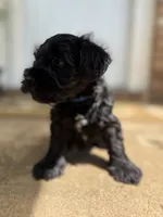 Bruno, a male Miniature Schnauzer for sale in Athens, GA – 2 of 5