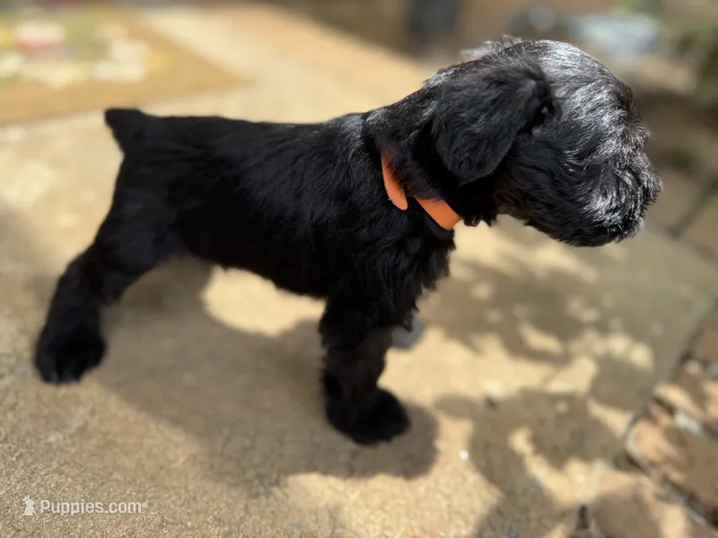 Jr – Miniature Schnauzer puppy for sale in Athens, GA