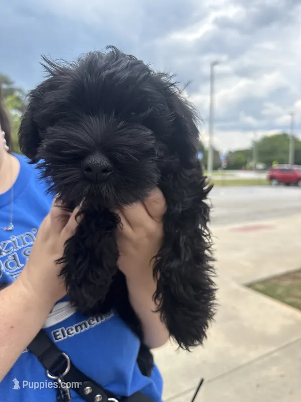 Bruno – Miniature Schnauzer puppy for sale in Athens, GA
