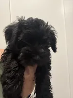Jr, a male Miniature Schnauzer for sale in Athens, GA – 5 of 6