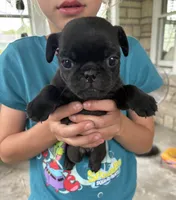 Junior, a male Pug for sale in Sainte Genevieve, MO – 1 of 1