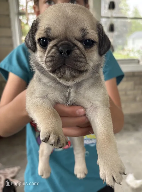 Chunk – Pug puppy for sale in Sainte Genevieve, MO