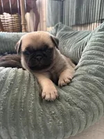 Teddy, a male Pug for sale in Sainte Genevieve, MO – Photo 2 of 2