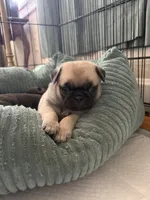 Teddy, a male Pug for sale in Sainte Genevieve, MO – Photo 1 of 2
