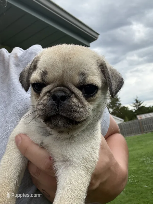 Chunk – Pug puppy for sale in Sainte Genevieve, MO