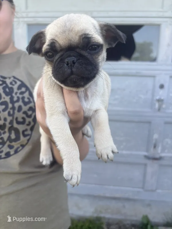 Scarlett  – Pug puppy for sale in Sainte Genevieve, MO