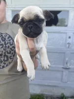 Scarlett , a female Pug for sale in Sainte Genevieve, MO – 1 of 1