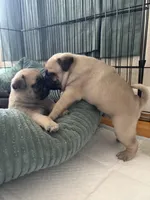 Bear, a male Pug for sale in Sainte Genevieve, MO – Photo 3 of 3