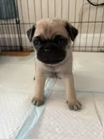 Bear, a male Pug for sale in Sainte Genevieve, MO – Photo 1 of 3