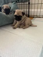 Bear, a male Pug for sale in Sainte Genevieve, MO – Photo 2 of 3