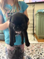 Nora, a female Pug for sale in Sainte Genevieve, MO – Photo 1 of 2