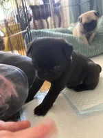 Nora, a female Pug for sale in Sainte Genevieve, MO – Photo 2 of 2