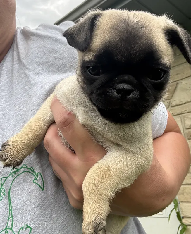 Future  – Pug puppy for sale in Sainte Genevieve, MO