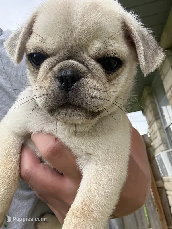 Cutie – Pug puppy for sale in Sainte Genevieve, MO
