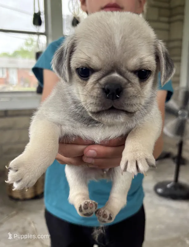 Cutie – Pug puppy for sale in Sainte Genevieve, MO