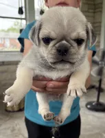 Cutie, a male Pug for sale in Sainte Genevieve, MO – 1 of 1