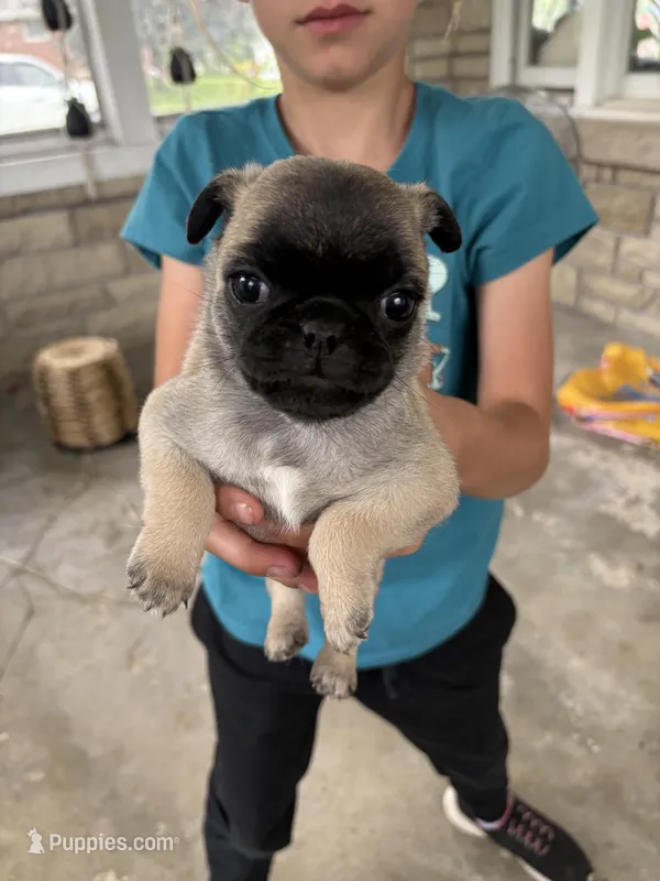 Future  – Pug puppy for sale in Sainte Genevieve, MO