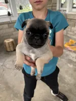 Future , a male Pug for sale in Sainte Genevieve, MO – 1 of 1