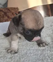 Rocky, a male Pug for sale in Elgin, SC – 4 of 4