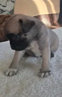 Roscoe, a male Pug for sale in Elgin, SC – 2 of 3