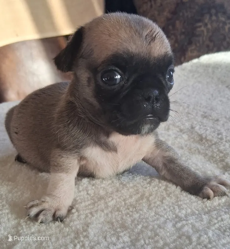 Rocky – Pug puppy for sale in Elgin, SC