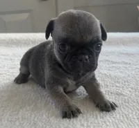 Sugar, a female Pug for sale in Elgin, SC – 2 of 3