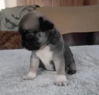 Lila, a female Pug for sale in Elgin, SC – 2 of 3