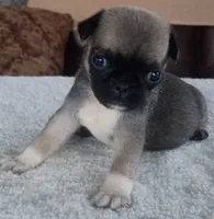 Lila, a female Pug for sale in Elgin, SC – 3 of 3