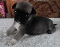 Lila, a female Pug for sale in Elgin, SC – 1 of 3