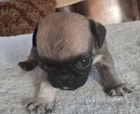 Rocky, a male Pug for sale in Elgin, SC – 3 of 4