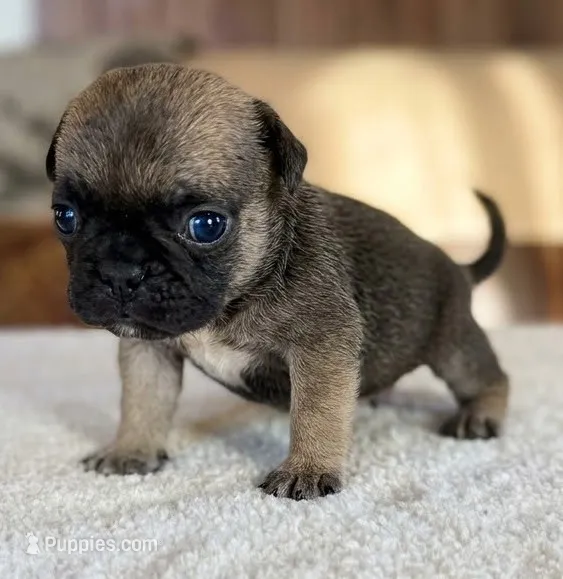 Sugar – Pug puppy for sale in Elgin, SC