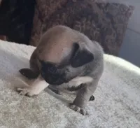 Rocky, a male Pug for sale in Elgin, SC – 2 of 4