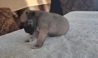 Roscoe, a male Pug for sale in Elgin, SC – 3 of 3