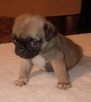 Roscoe, a male Pug for sale in Elgin, SC – 1 of 3