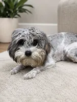 Chili Pepper , a male Cavapoo for sale in Columbus, KS – 1 of 1