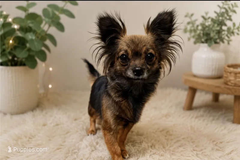 Rose Mary – Chihuahua puppy for sale in Columbus, KS