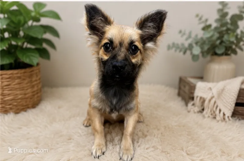 Foxy Roxy – Chiweenie puppy for sale in Columbus, KS