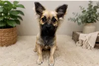 Foxy Roxy, a female Chiweenie for sale in Columbus, KS – 1 of 1