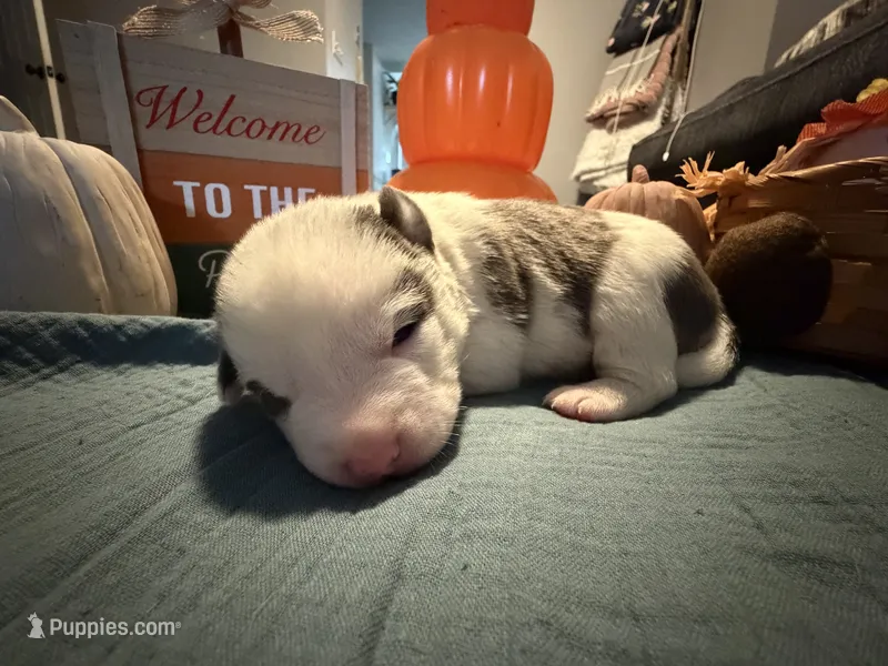 Pumpkin – Australian Shepherd, American Bully puppy for sale in Abingdon, MD