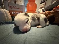 Pumpkin, a female Australian Shepherd and American Bully for sale in Abingdon, MD – 1 of 3
