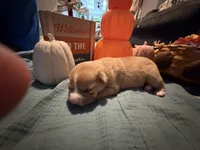 Luna, a female Australian Shepherd and American Bully for sale in Abingdon, MD – 1 of 2