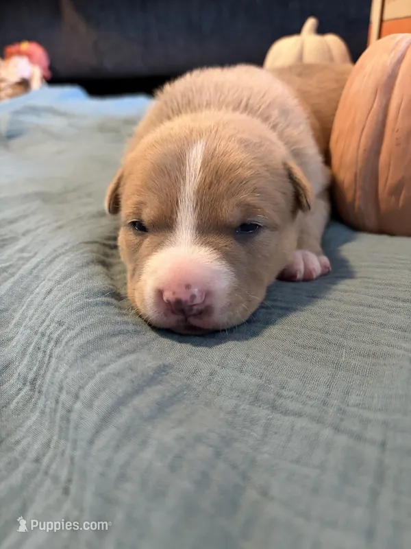 Hoss – Australian Shepherd, American Bully puppy for sale in Abingdon, MD