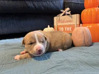 Hoss, a male Australian Shepherd and American Bully for sale in Abingdon, MD – 3 of 3