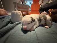 Pumpkin, a female Australian Shepherd and American Bully for sale in Abingdon, MD – 3 of 3