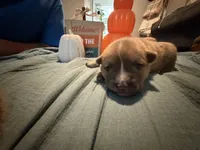 Luna, a female Australian Shepherd and American Bully for sale in Abingdon, MD – 2 of 2
