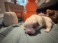 Patches, a female Australian Shepherd and American Bully for sale in Abingdon, MD – 2 of 2