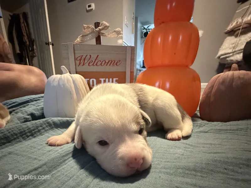 Patches – Australian Shepherd, American Bully puppy for sale in Abingdon, MD